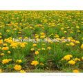 2015 Hot Sale Sea Coreopsis basalis Seeds For Planting
